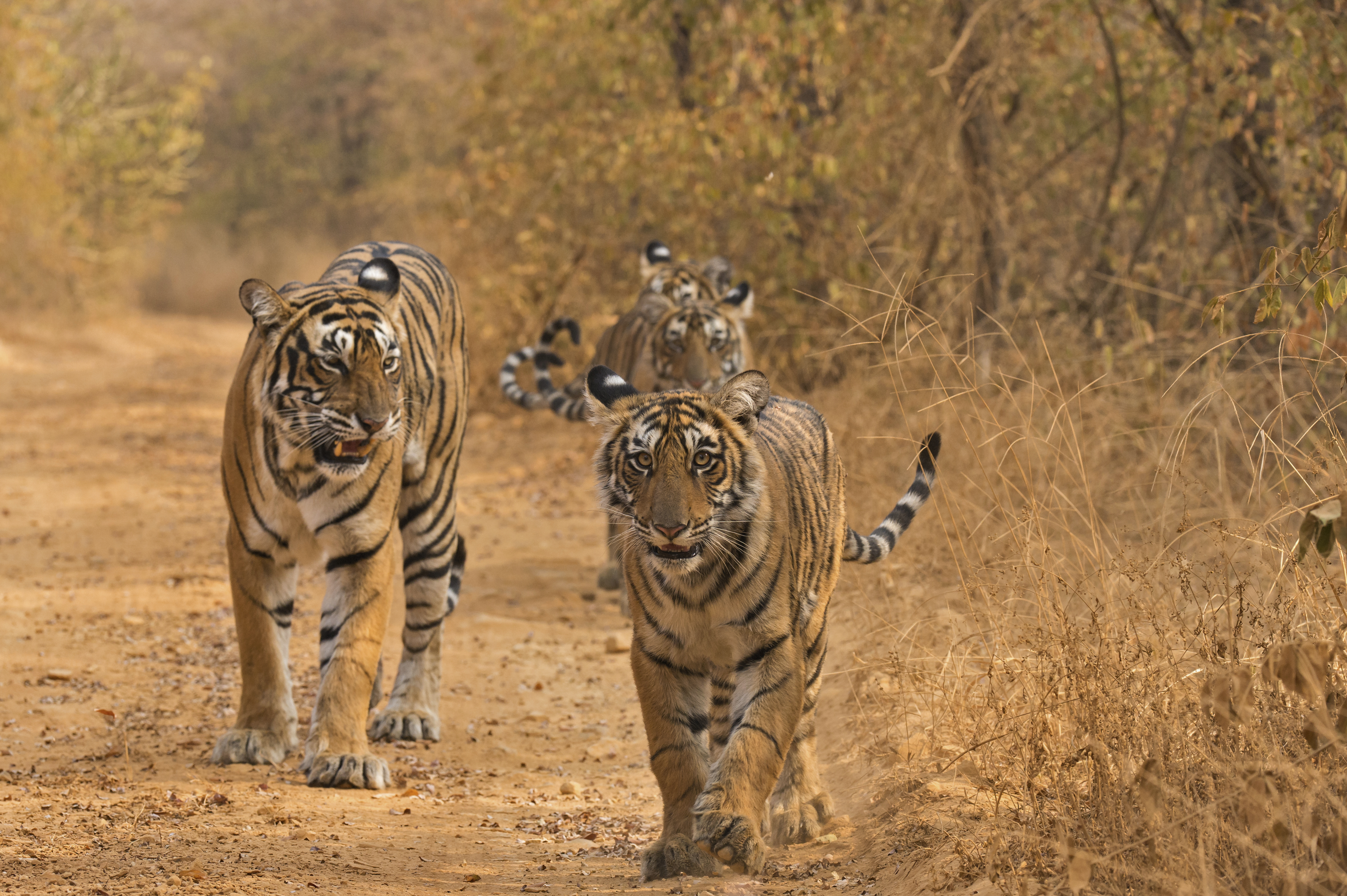 madhya pradesh tigers will now roar in these 4 states mohan yadav government has given approval1