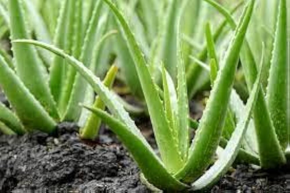 medicinal plants to stop hair fall and promote hair growth know how to use it fsdfs