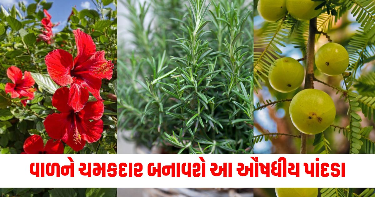 medicinal plants to stop hair fall and promote hair growth know how to use it wesr