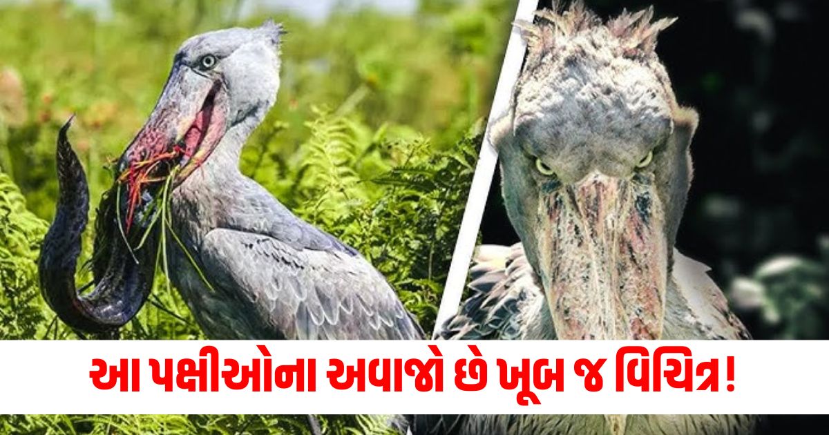 scariest birds sounds in the world birds with most horrific soundwerw