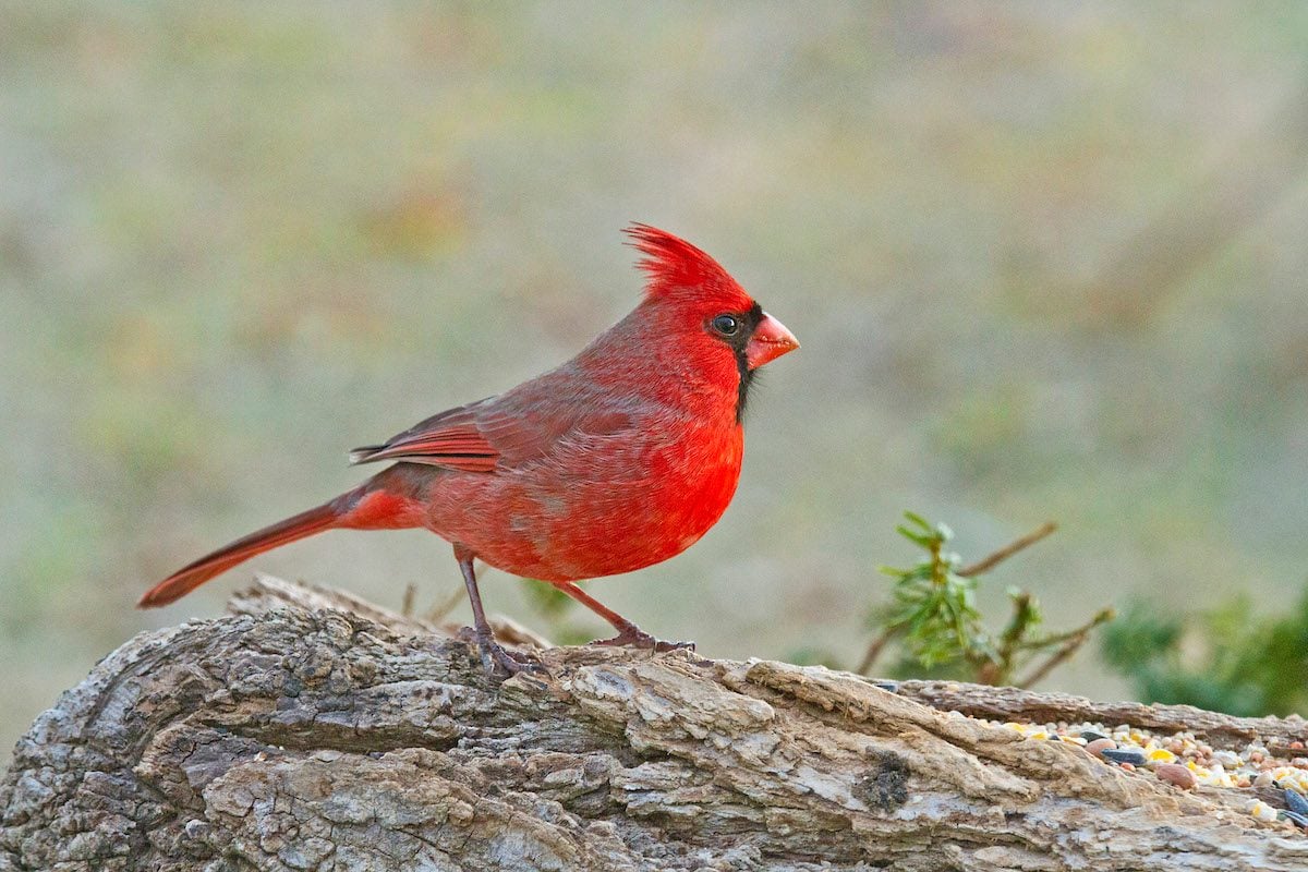 this bird is called christmas bird know how its color changes cardinals birdsweqwq