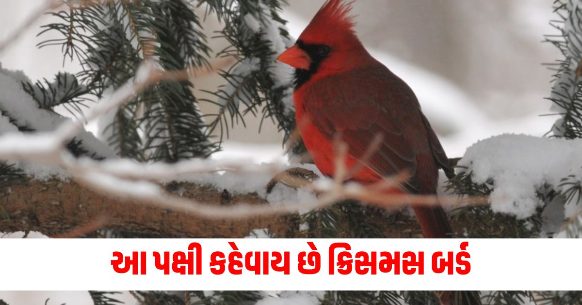 this bird is called christmas bird know how its color changes cardinals birdswer