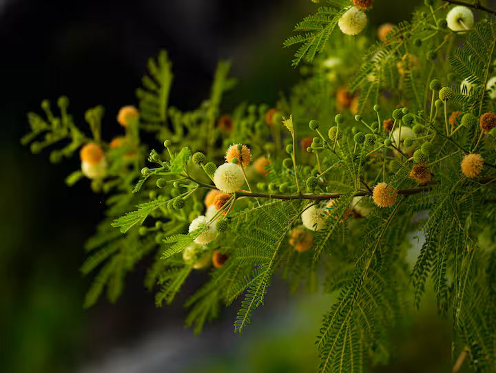 this plant is considered the enemy of farmers know the reasonewr