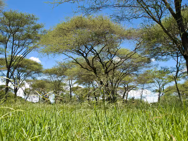 this plant is considered the enemy of farmers know the reasonswer
