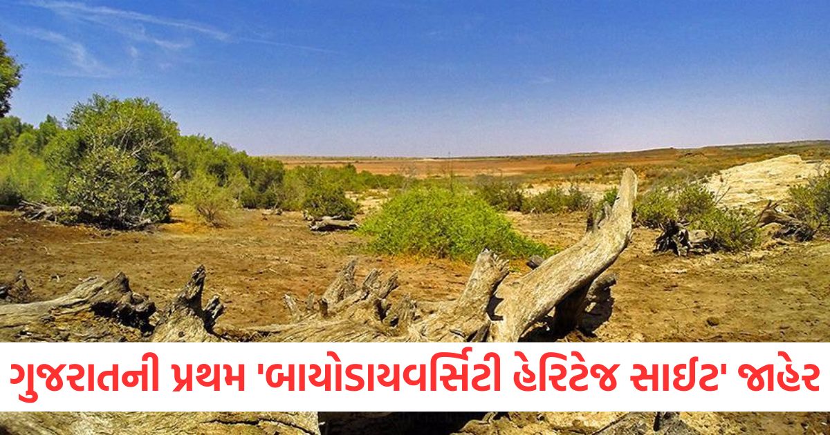gujarat kutch gunri declared gujarats first bio diversity heritage site