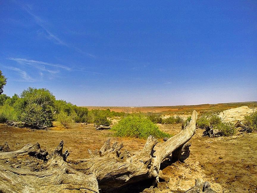 gujarat kutch gunri declared gujarats first bio diversity heritage site1