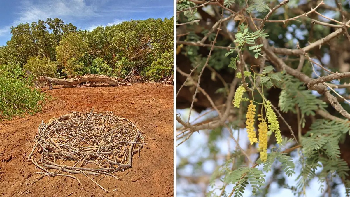 gujarat kutch gunri declared gujarats first bio diversity heritage site2