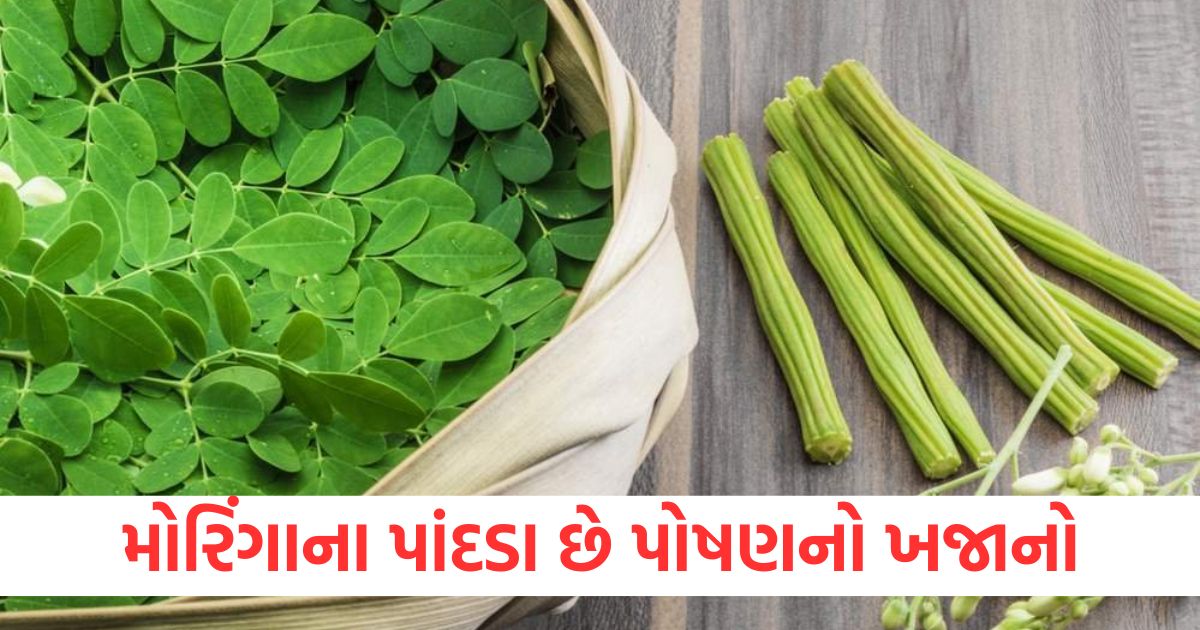 moringa is a treasure of nutrition from leaves to seeds you will get 8 benefits by eating it daily6