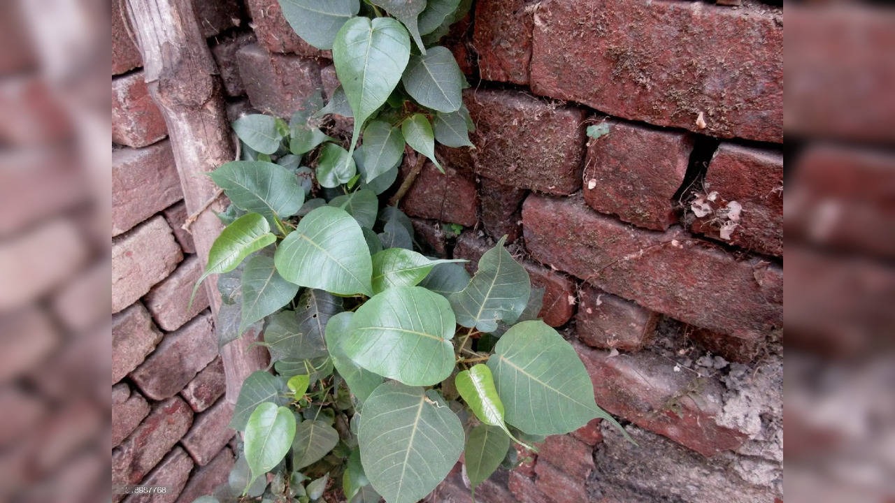 peepal tree in house wall is inauspicious know remedies as per vastu shastra