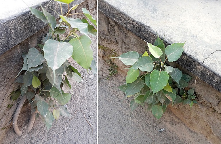 peepal tree in house wall is inauspicious know remedies as per vastu shastra1
