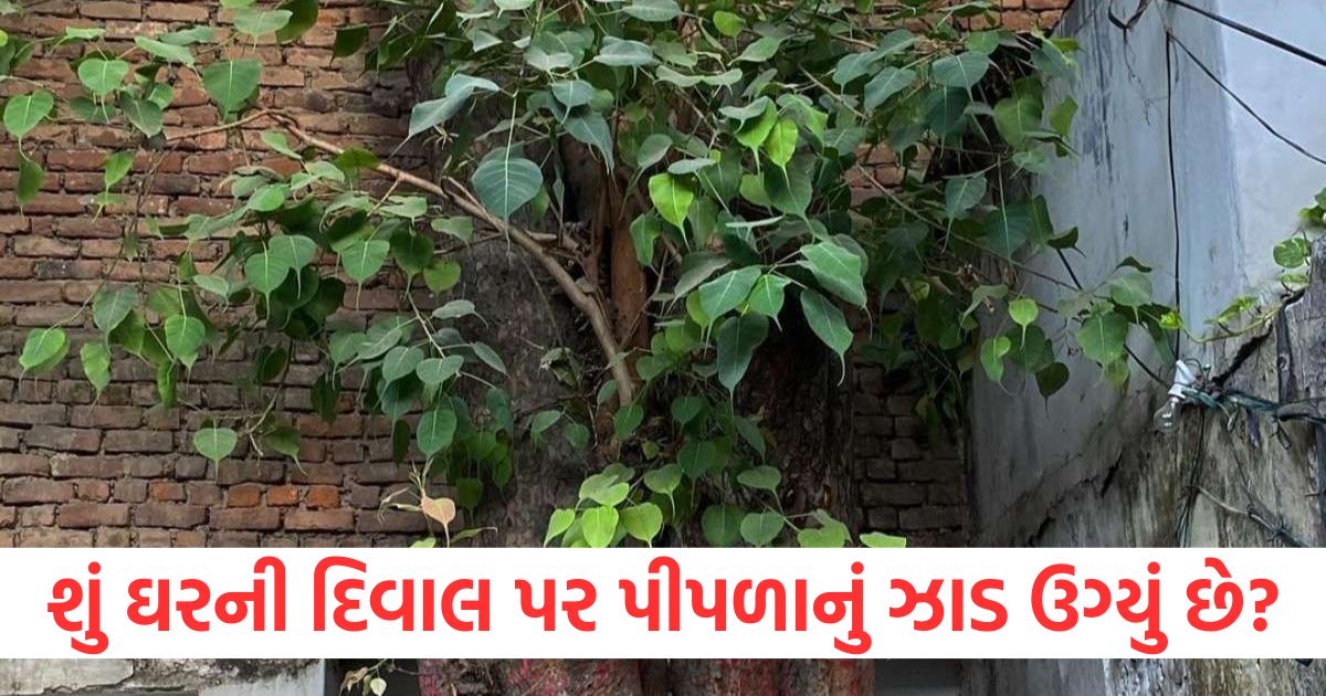 peepal tree in house wall is inauspicious know remedies as per vastu shastra2
