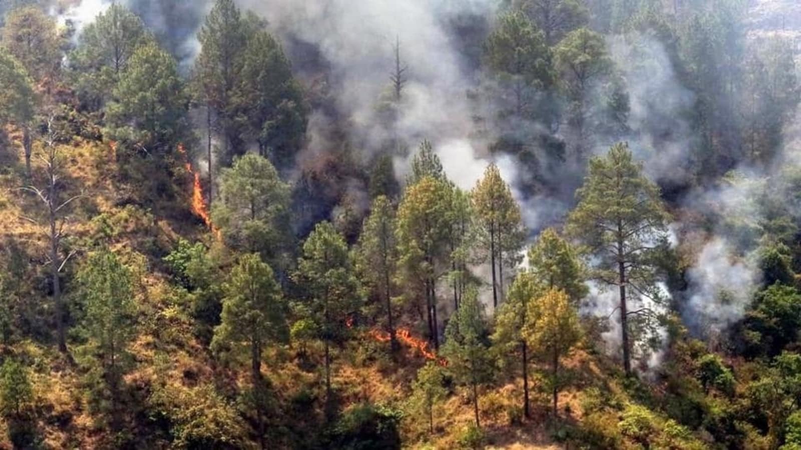 uttarakhand ban on leaves of forest workers to control forest fire cm gives strict instructions1