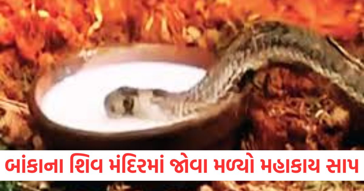 villagers busy feeding milk to the snake found in banka temple