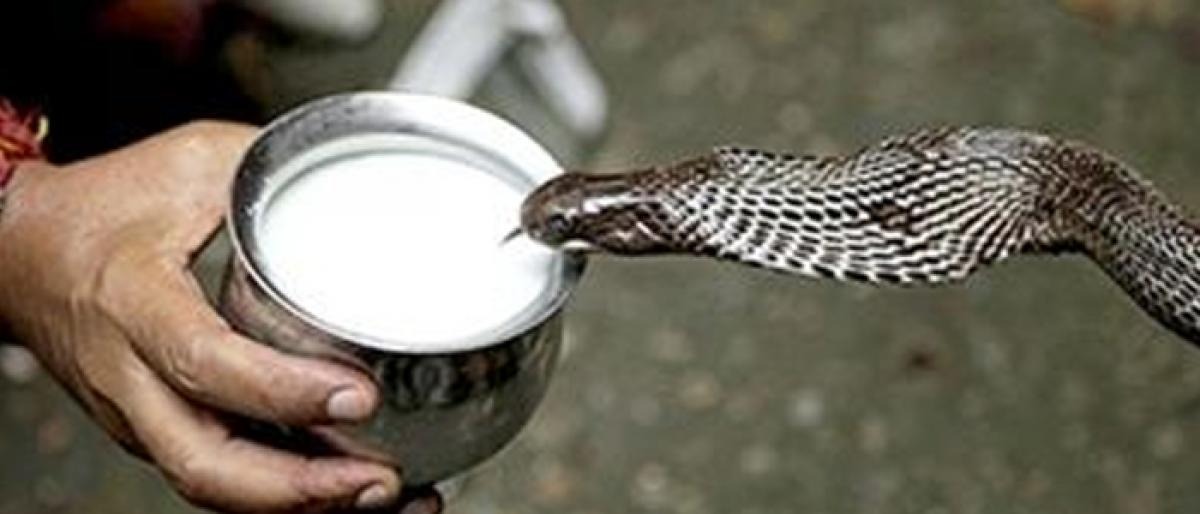 villagers busy feeding milk to the snake found in banka temple1