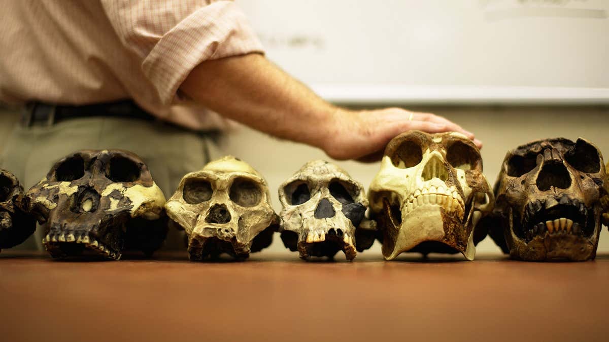 who was the first human being on earth homo habilis homo sapiens or someone else2