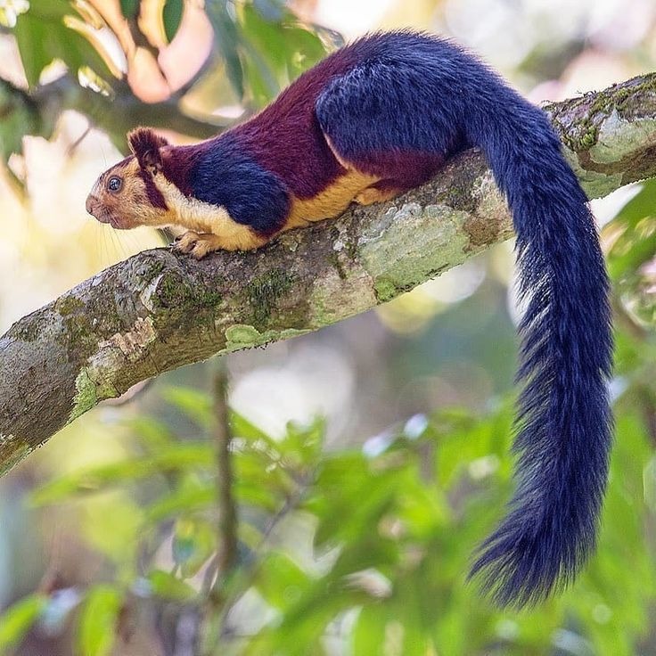 50 indian giant flying squirrels spotted in nntr a big win for wildlife conservation