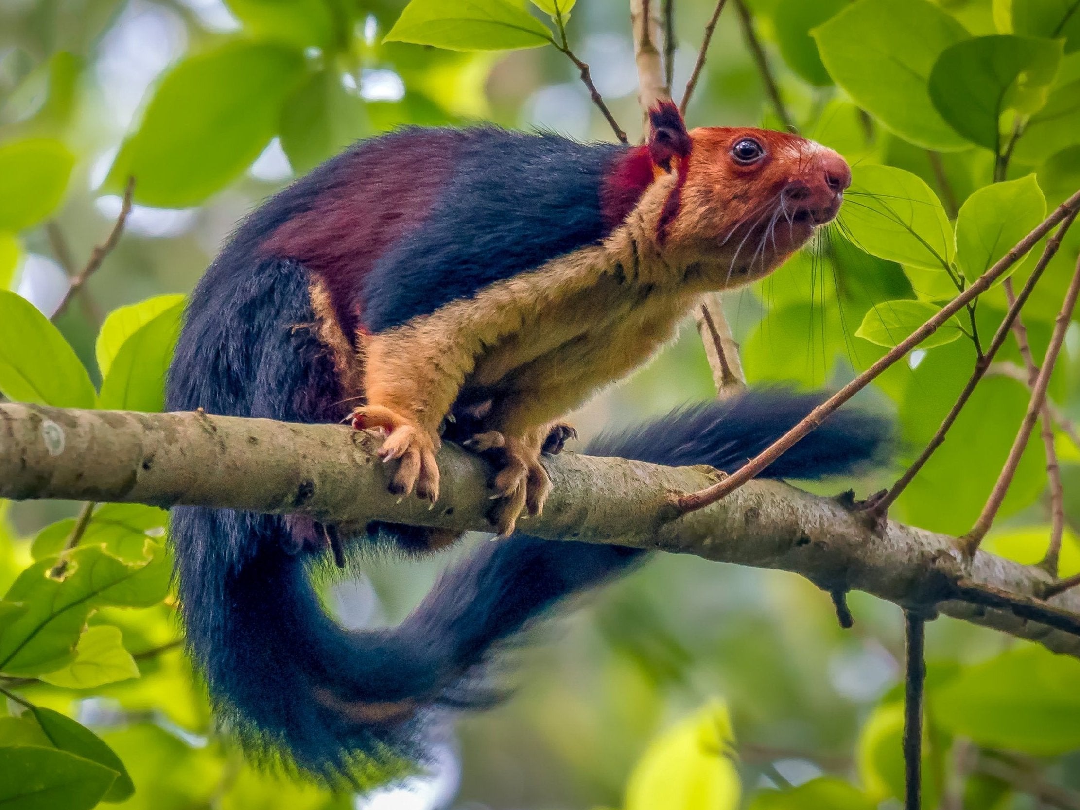 50 indian giant flying squirrels spotted in nntr a big win for wildlife conservation1