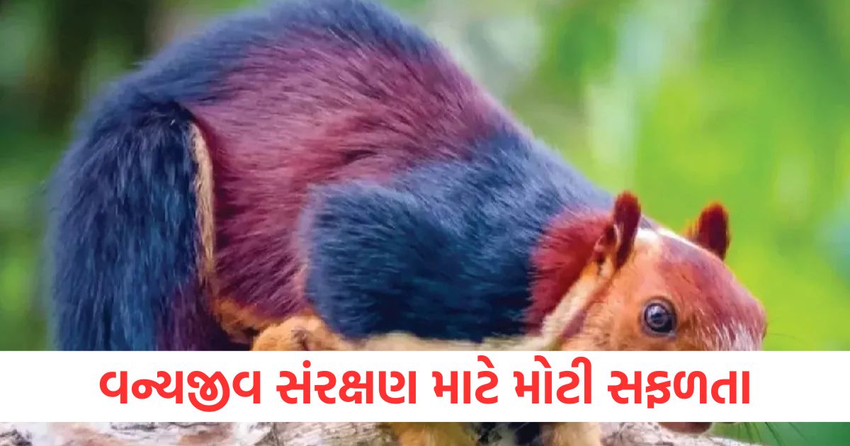 50 indian giant flying squirrels spotted in nntr a big win for wildlife conservation2