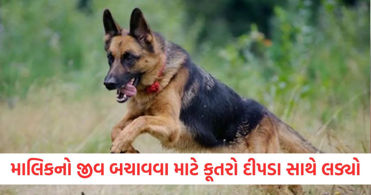 bageshwar dog fought with leopard to save the life of the owner got injured
