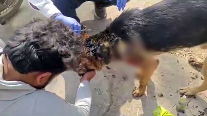 bageshwar dog fought with leopard to save the life of the owner got injured1