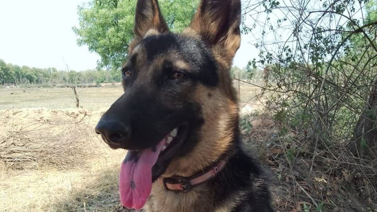bageshwar dog fought with leopard to save the life of the owner got injured2