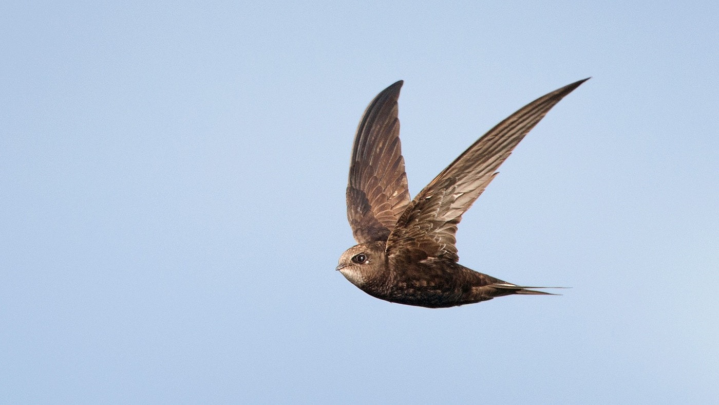 bird common swift spends up to 10 months without landing eat sleeps on sky