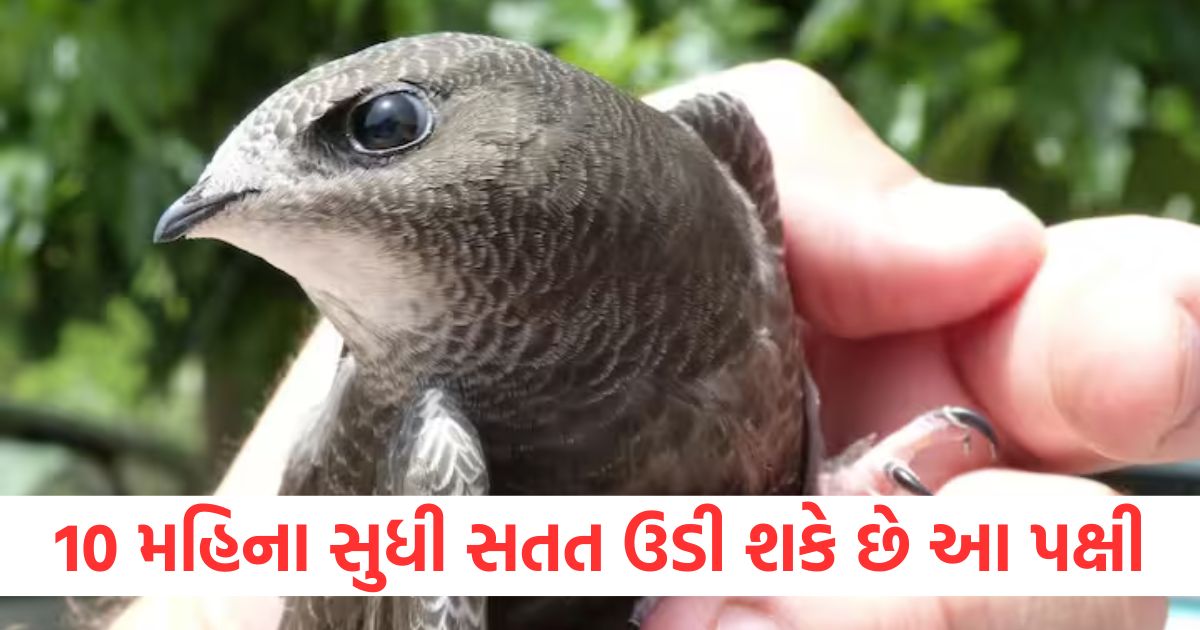 bird common swift spends up to 10 months without landing eat sleeps on sky1