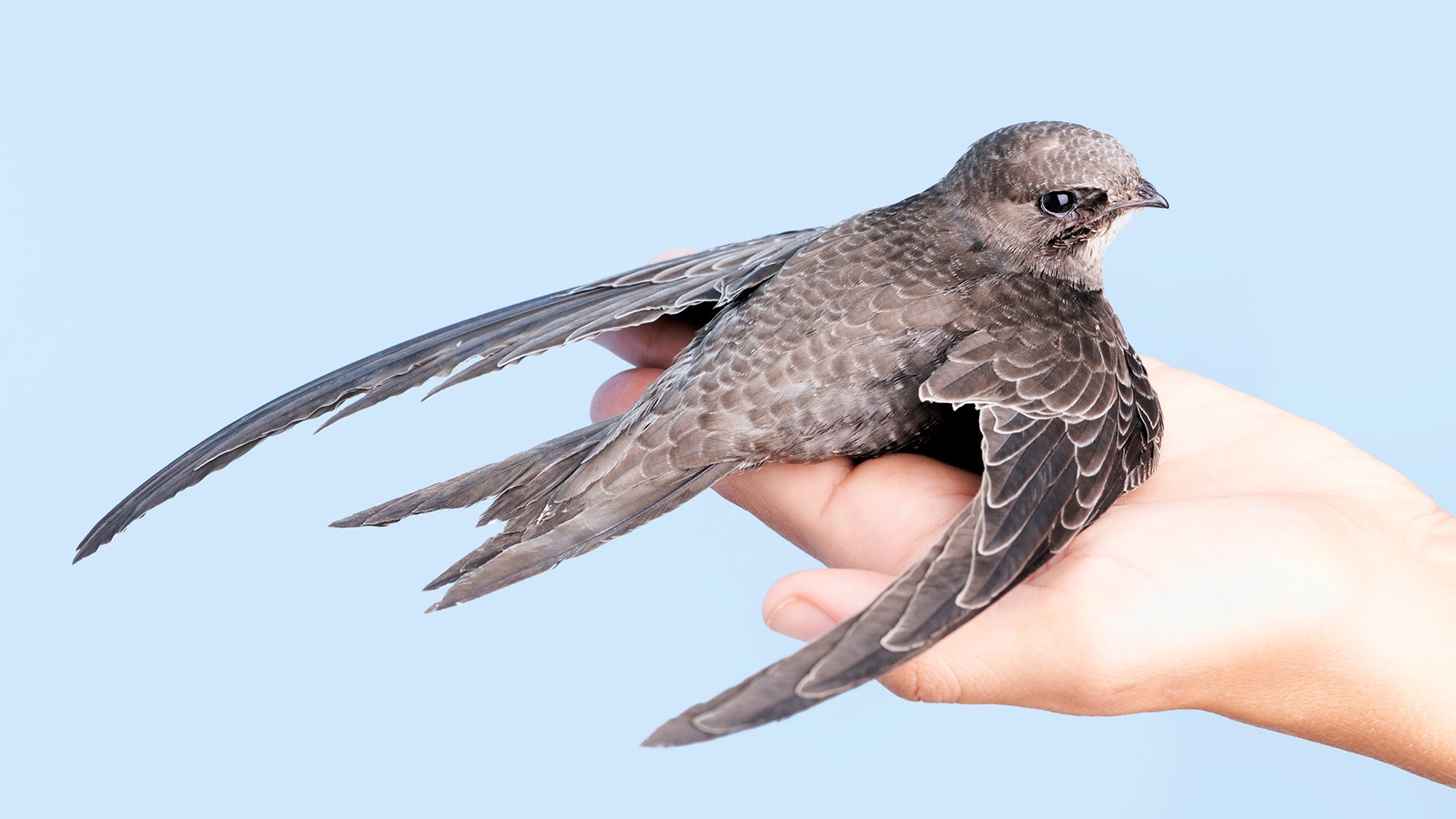 bird common swift spends up to 10 months without landing eat sleeps on sky2