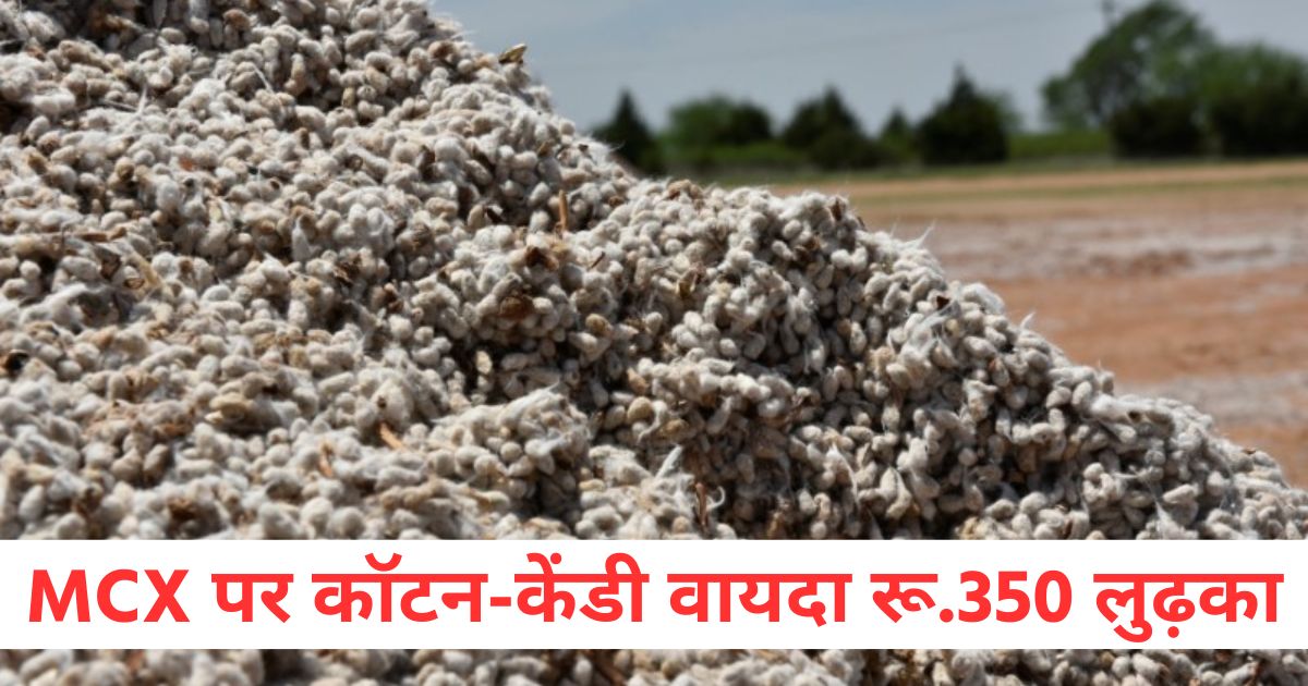 cotton candy futures on mcx fell by rs 350 mentha oil improved marginally