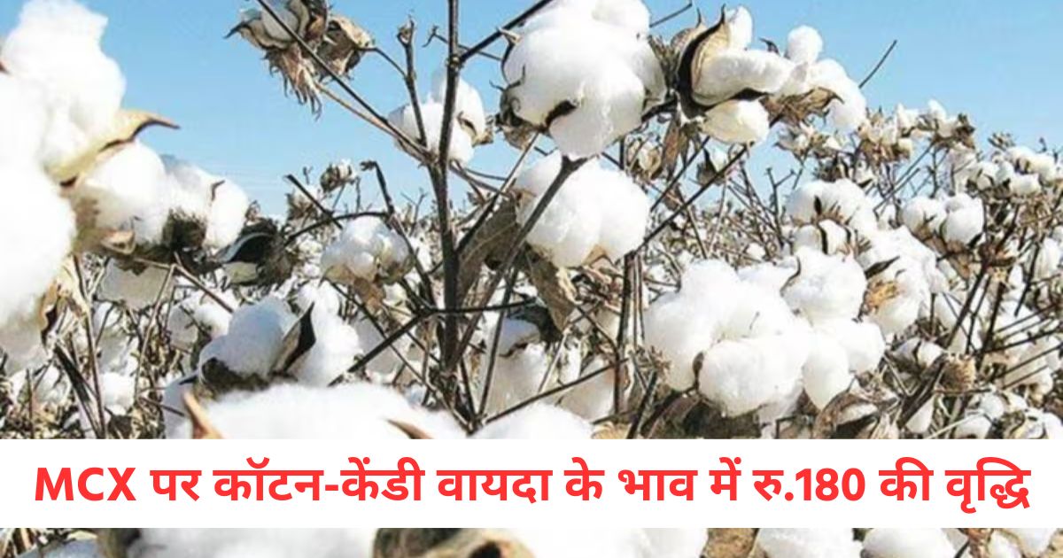 cotton candy futures rise by rs 180 on mcx mentha oil improves