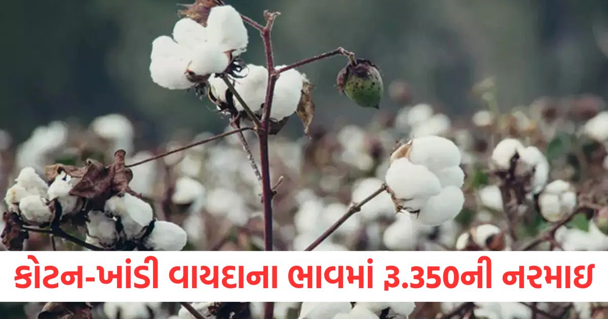 cotton sugar futures prices on mcx fall by rs 350 mentha oil sees marginal improvement of 90 paise