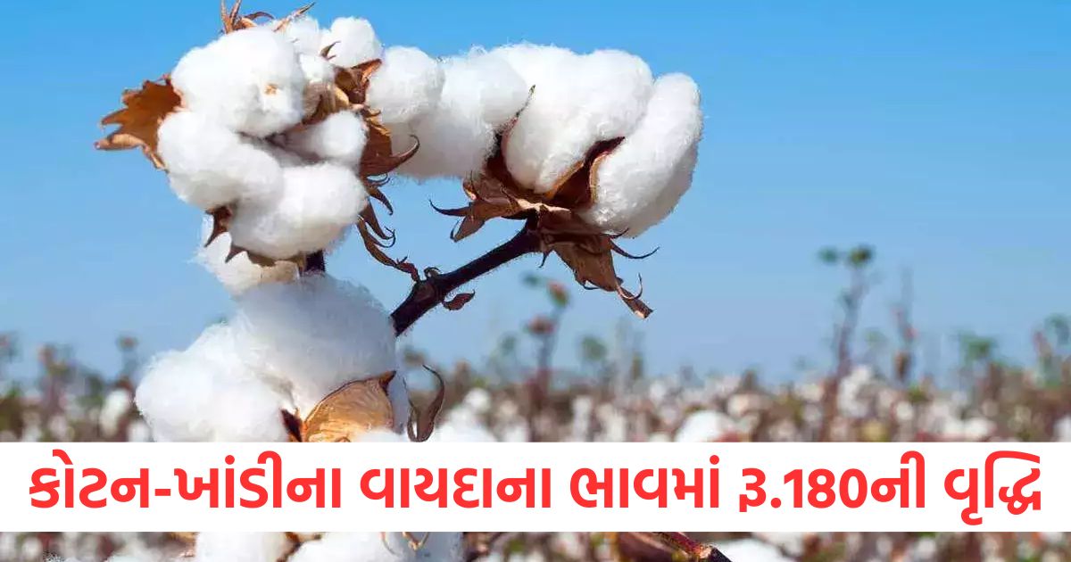 cotton sugar futures prices rise by rs 180 on mcx mentha oil improves