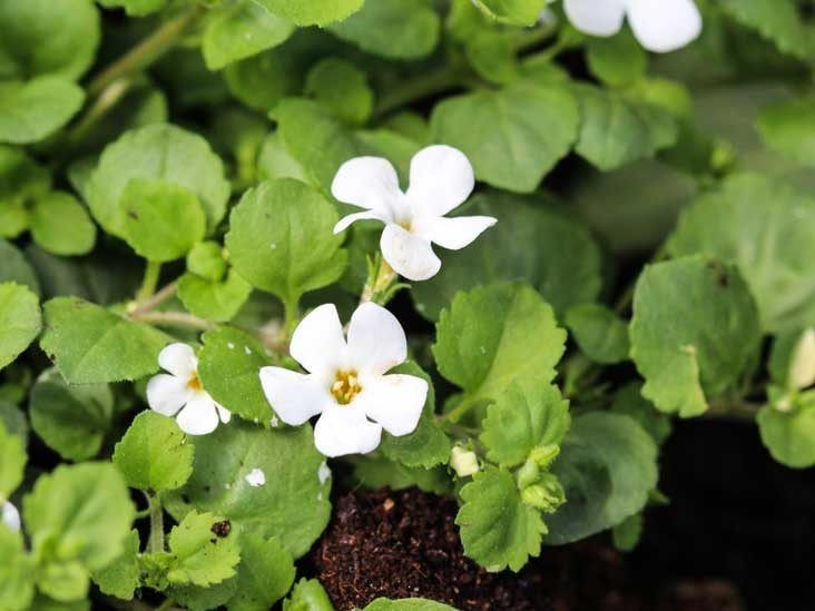 does brahmi helps in hair growth