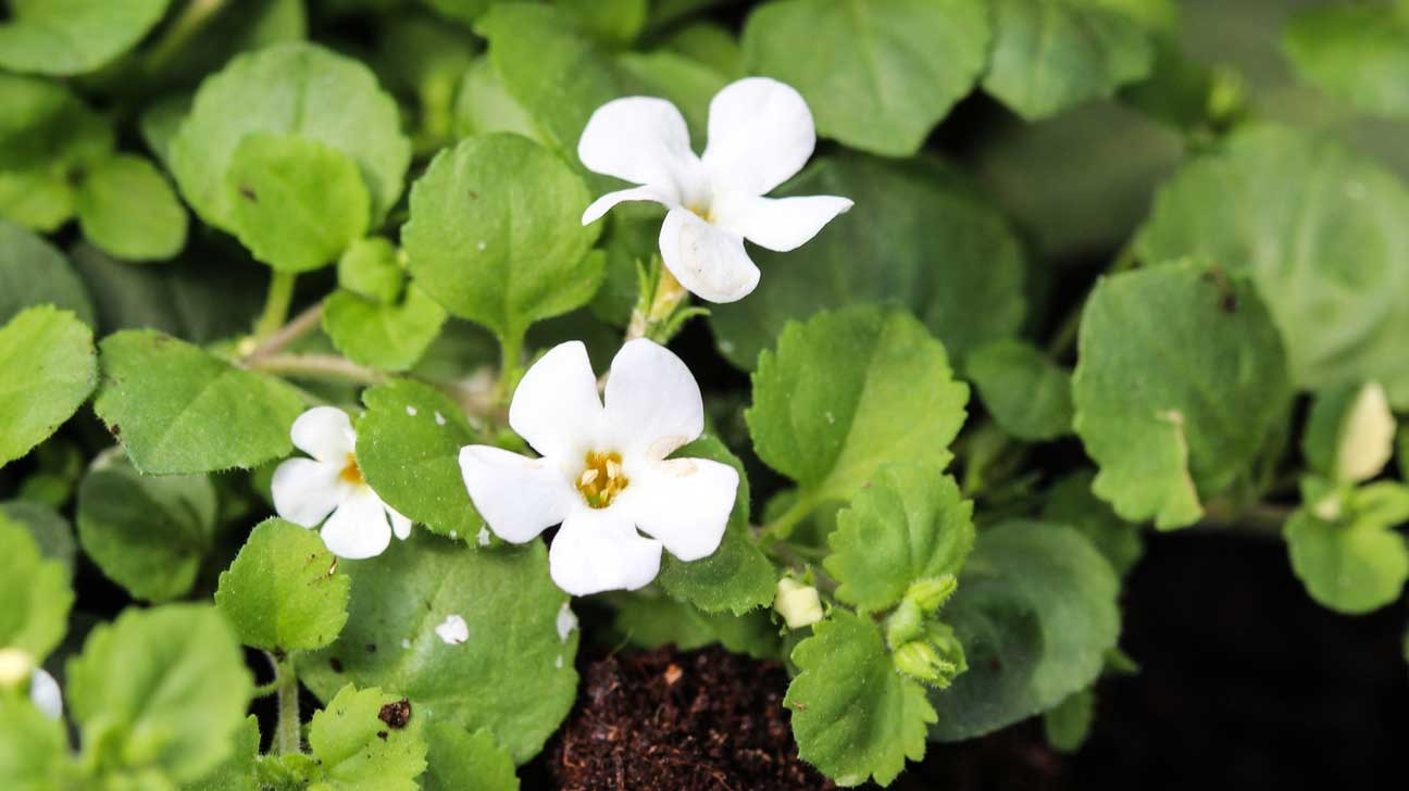 does brahmi helps in hair growth1