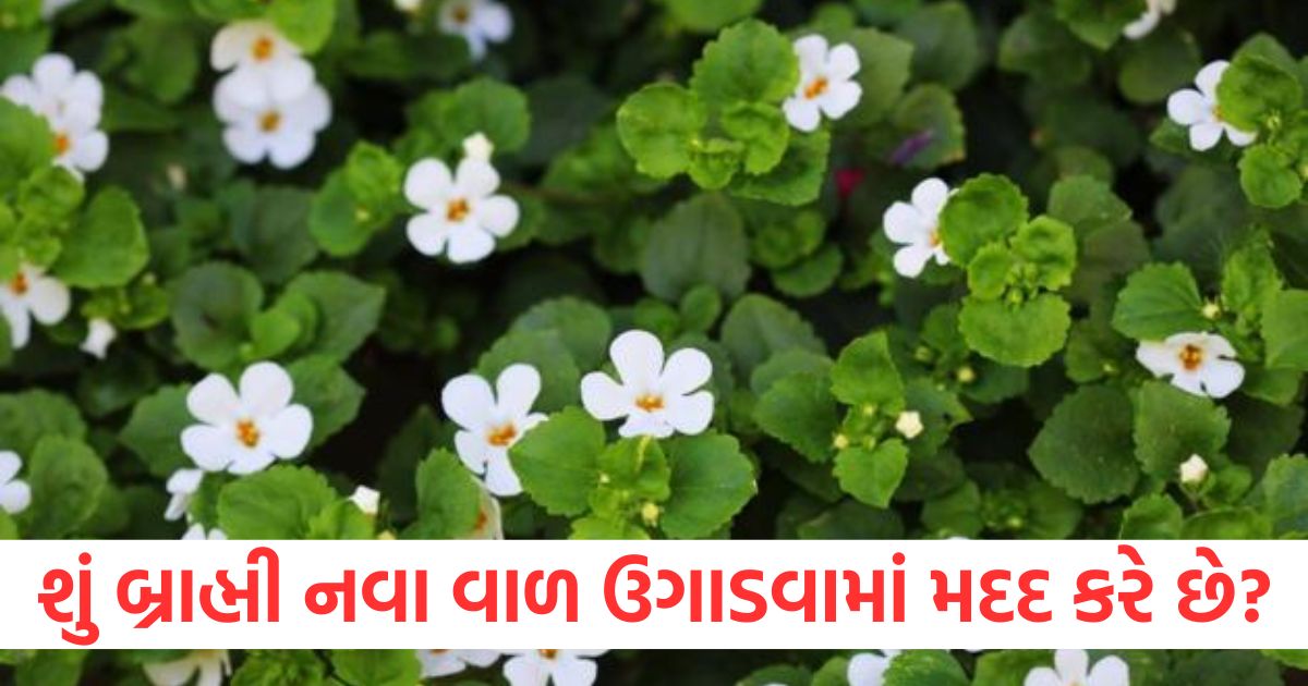 does brahmi helps in hair growth2