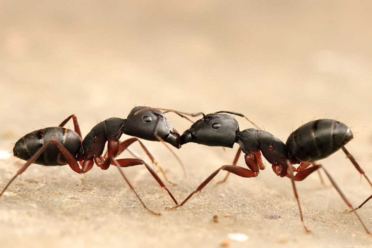 general you must have seen ants walking in a straight line but do you know the reason for their behavior
