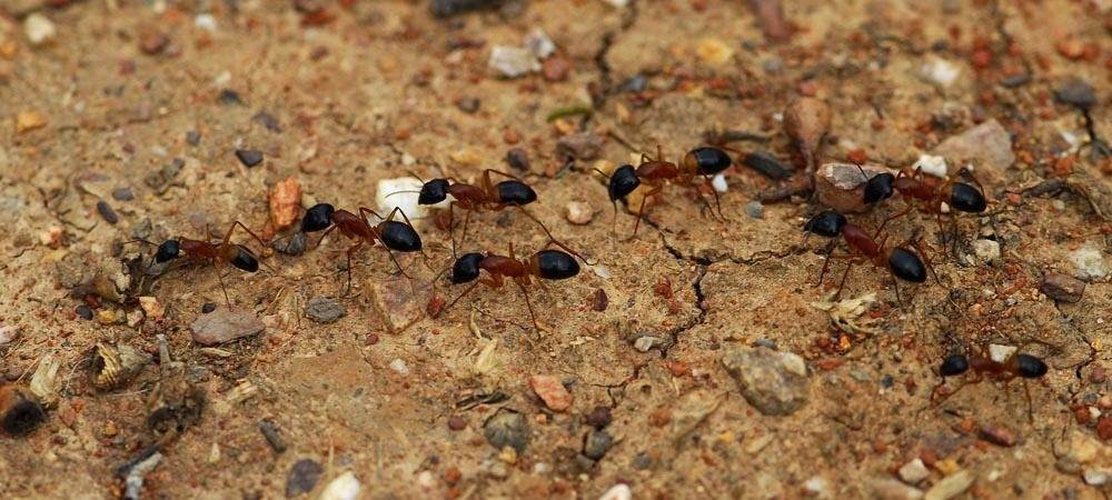general you must have seen ants walking in a straight line but do you know the reason for their behavior1
