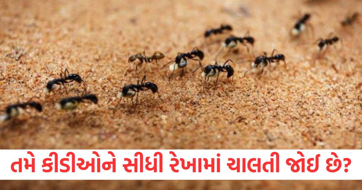 general you must have seen ants walking in a straight line but do you know the reason for their behavior2