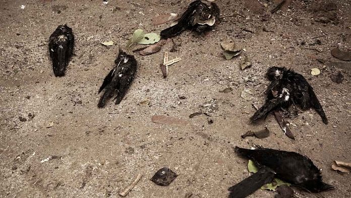 maharashtra bird flu wreaks in solapur more than 100 crows die