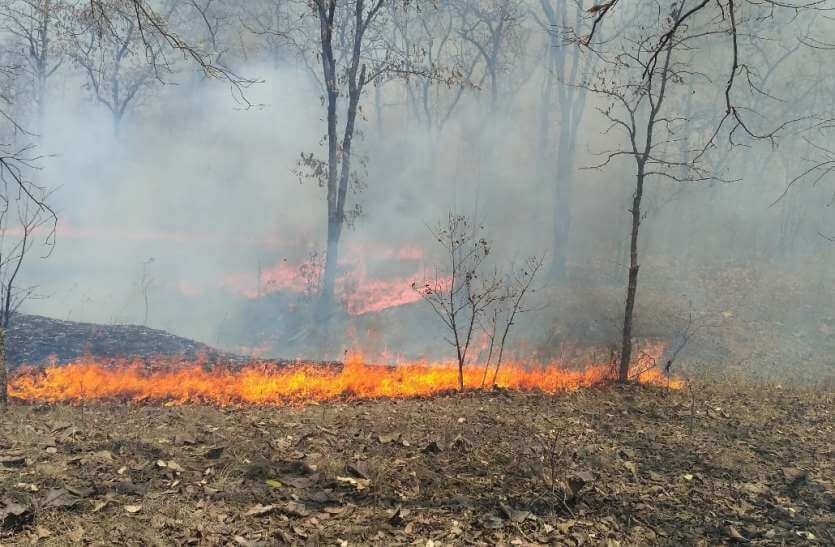 rajasthan sirohi mount abu forest fire after increasing tempratue and increasing due to fast and warm winds1