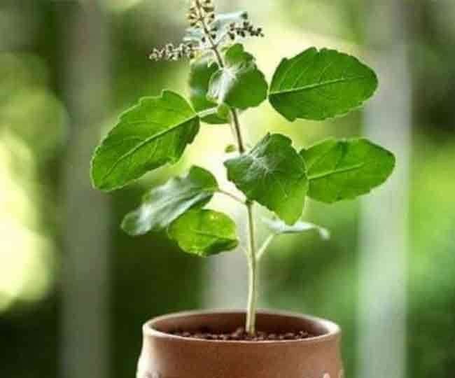 rangbhari ekadashi 2025 date and time maa tulsi ke 108 naam mantra or more
