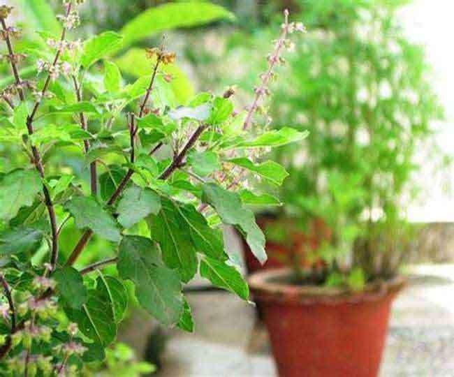 rangbhari ekadashi 2025 date and time maa tulsi ke 108 naam mantra or more1