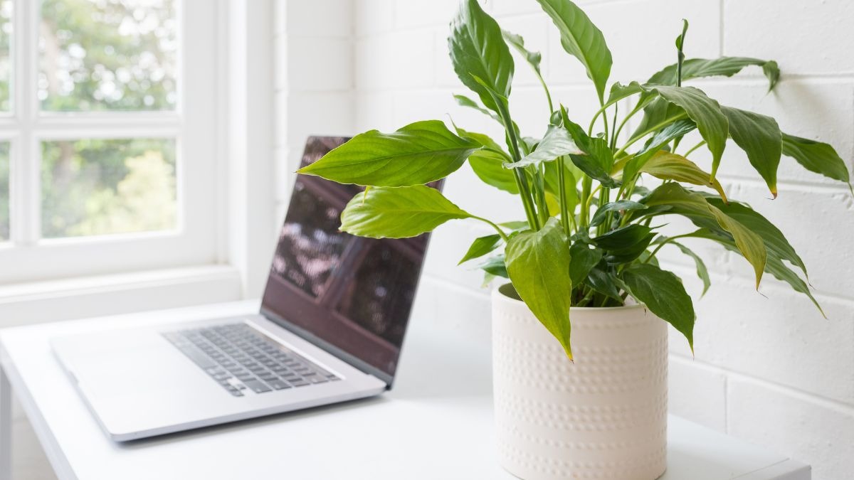 vastu tips do not keep these 4 plants on your office desk your promotion will be stopped