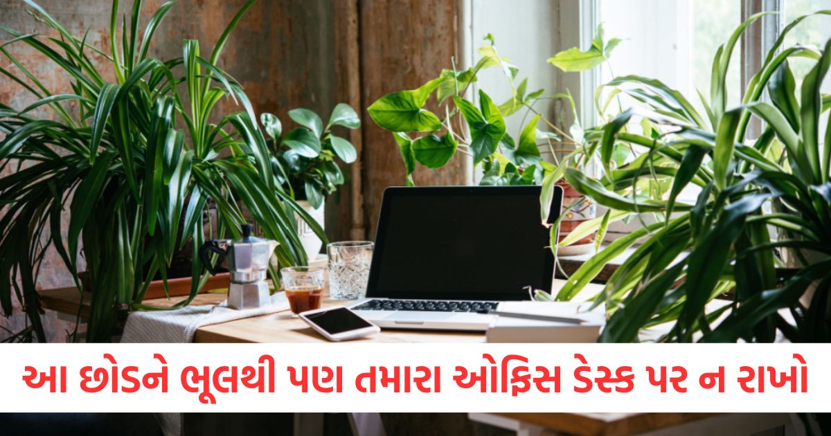 vastu tips do not keep these 4 plants on your office desk your promotion will be stopped2