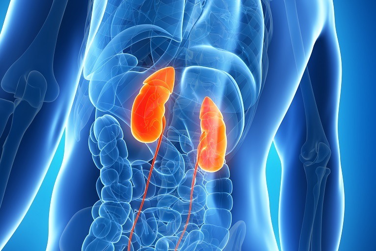 can one live a normal life even after both the kidneys fail know from the doctor