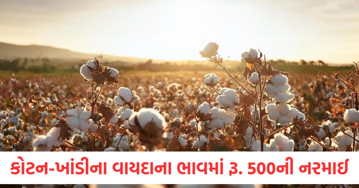 cotton sugar futures prices on mcx fall by rs 500 mentha oil futures improve