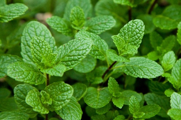 health home remedies to get rid of heat in stomachsdfasdf