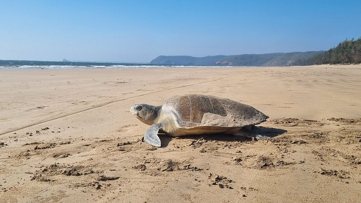 oliver ridley turtle made a record by reaching ratnagiri 3600 km away from gahirmatha