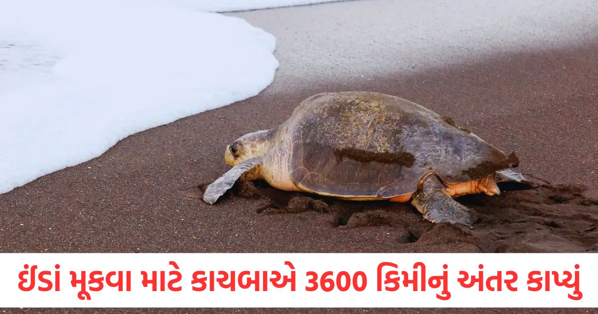 oliver ridley turtle made a record by reaching ratnagiri 3600 km away from gahirmatha1