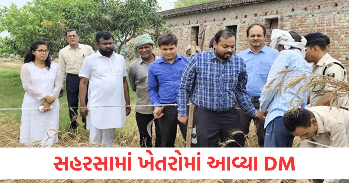 saharsa dm harvests wheat assesses crop yield under crop cutting drive